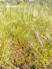 Juncus stygius americanus