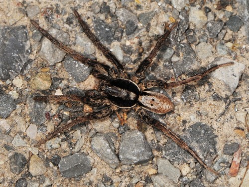 Forest Wolf Spider