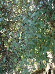 Olearia fragrantissima