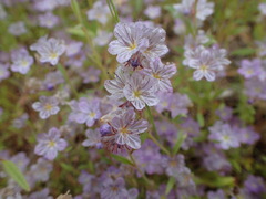 Phacelia mohavensis