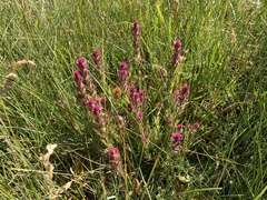 Castilleja lassenensis