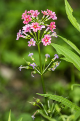 Primula japonica