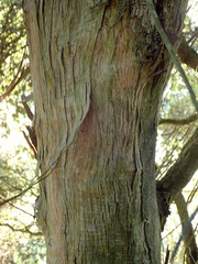 Olearia fragrantissima