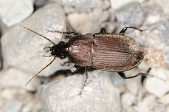 Chlaenius tomentosus