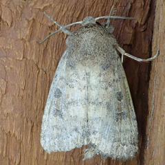 Hoplodrina octogenaria