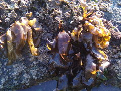 Mazzaella laminarioides