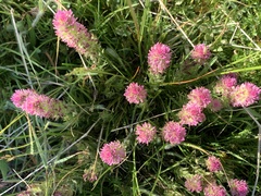 Castilleja lassenensis