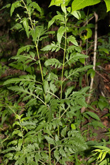 Dasistoma macrophylla