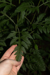 Dasistoma macrophylla