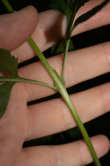 Dasistoma macrophylla