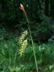Carex castanea