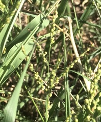 Urochloa fusca
