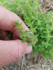 Cruciata pedemontana
