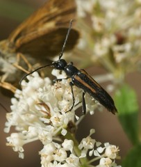 Strangalepta abbreviata