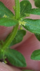 Cruciata pedemontana