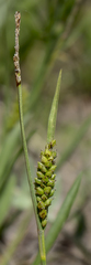 Carex crawei