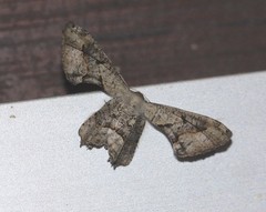 Phazaca leucocephala