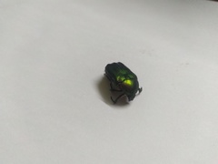 Cetonia