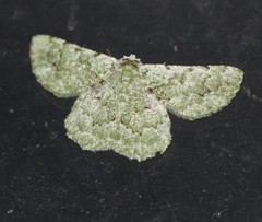 Aeolochroma viridicata