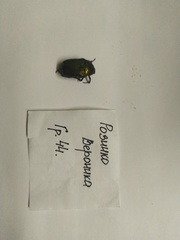 Cetonia