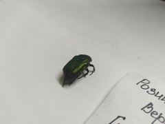 Cetonia