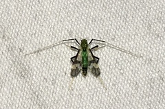 Stenochironomus hilaris