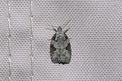 Apotomis infida