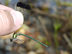Calopteryx dimidiata