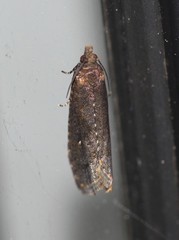 Cryptaspasma sordida