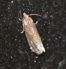 Cryptaspasma sordida