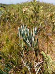 Andromeda polifolia latifolia
