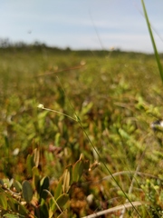 Carex billingsii