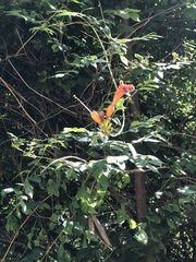 Campsis radicans
