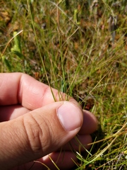 Carex billingsii