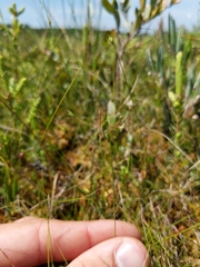 Carex billingsii