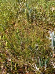 Carex billingsii