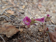 Diplacus constrictus