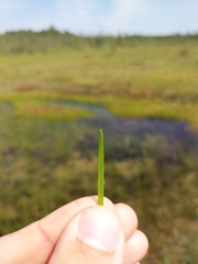 Scheuchzeria palustris