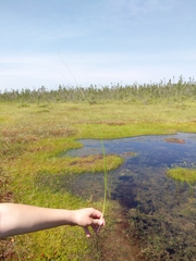 Scheuchzeria palustris