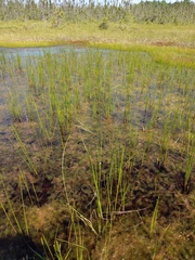Scheuchzeria palustris