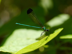 Calopteryx dimidiata