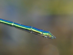 Calopteryx dimidiata