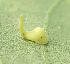 Caryomyia recurvata