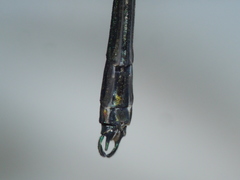 Calopteryx dimidiata