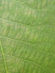 Caryomyia recurvata