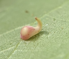 Caryomyia recurvata