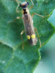 Malthinus seriepunctatus