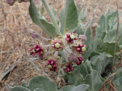 Asclepias californica californica