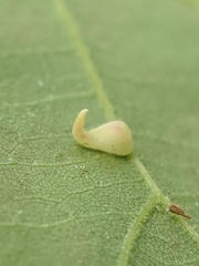Caryomyia recurvata