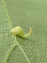 Caryomyia recurvata